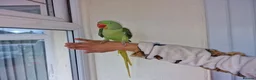 Parrots birds for sale: Super Tamed Alexanderian baby Parrot  - Advert 4