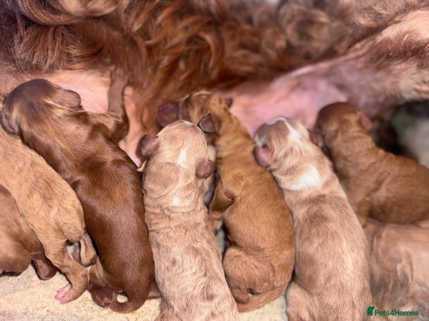 Double Doodle dogs - Advert 1