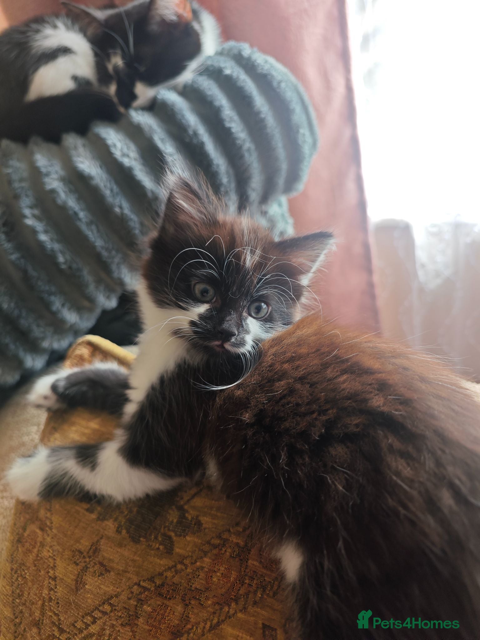 Mixed Breed cats Kittens - Advert 2