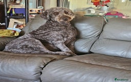Double Doodle dogs for sale: Springfield Doodles  - Image 7