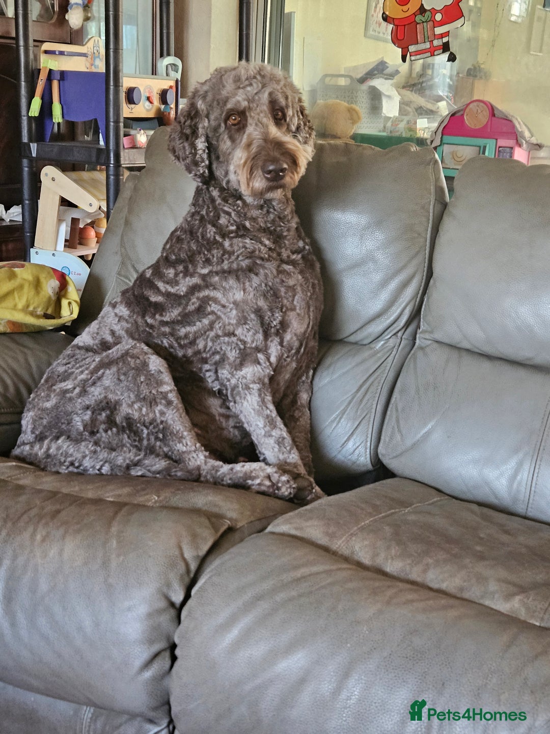 Double Doodle dogs for sale: Springfield Doodles  - Image 7