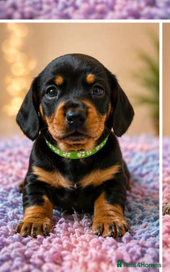 Miniature Dachshund dogs Miniature dashund for sale.  - Advert 9