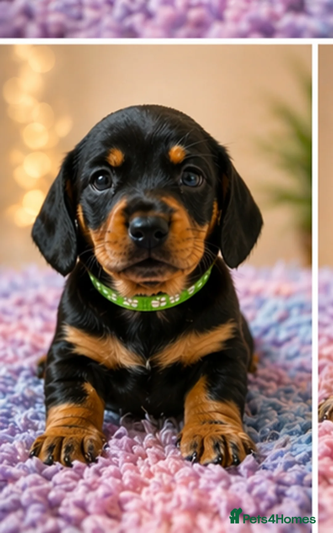Miniature Dachshund dogs for sale: Miniature dashund for sale.  - Advert 2