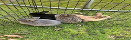 Mini Lop rabbits for sale: Mini Lop Pure Bred Bunnies  - Advert 1