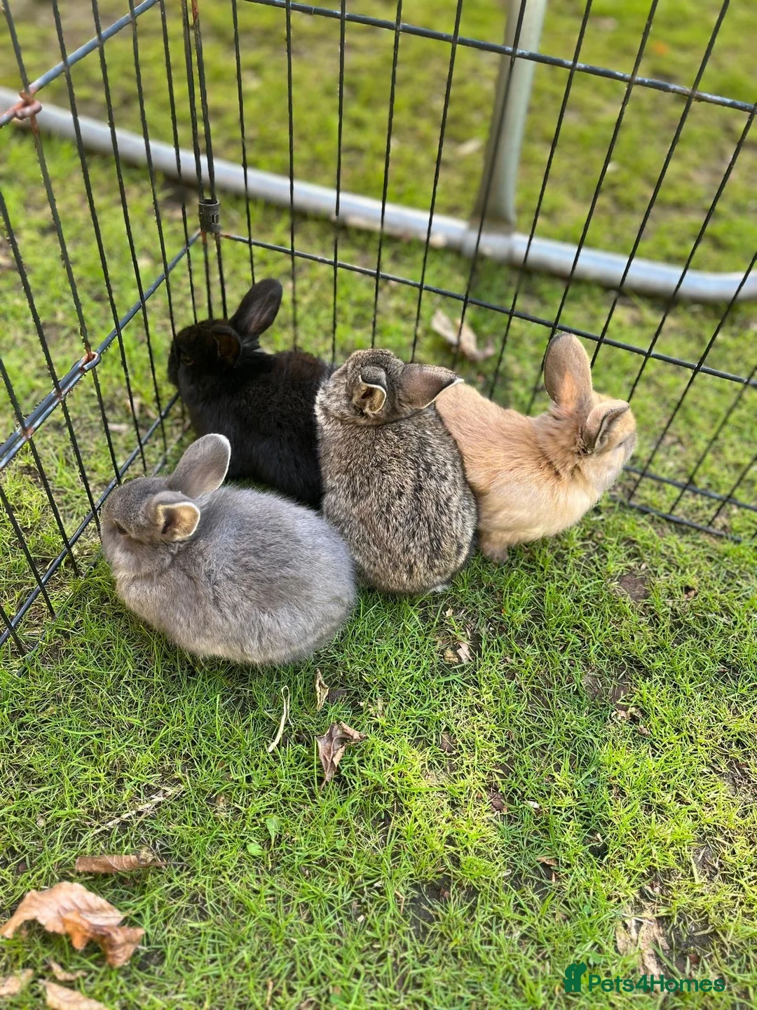 Mini Lop rabbits for sale: Mini Lop Pure Bred Bunnies  - Advert 1