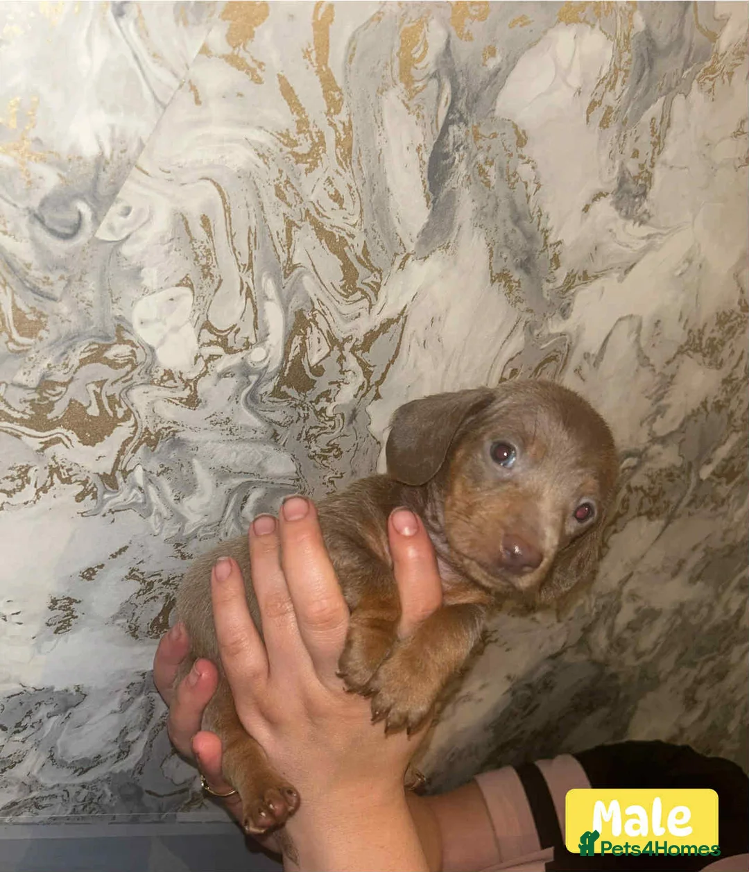 Miniature Dachshund dogs for sale: Minature Dachshund puppys  - Advert 31