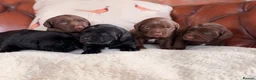 Cockerdor dogs for sale: Strong Chunky Cockerdor Puppies - Advert 13