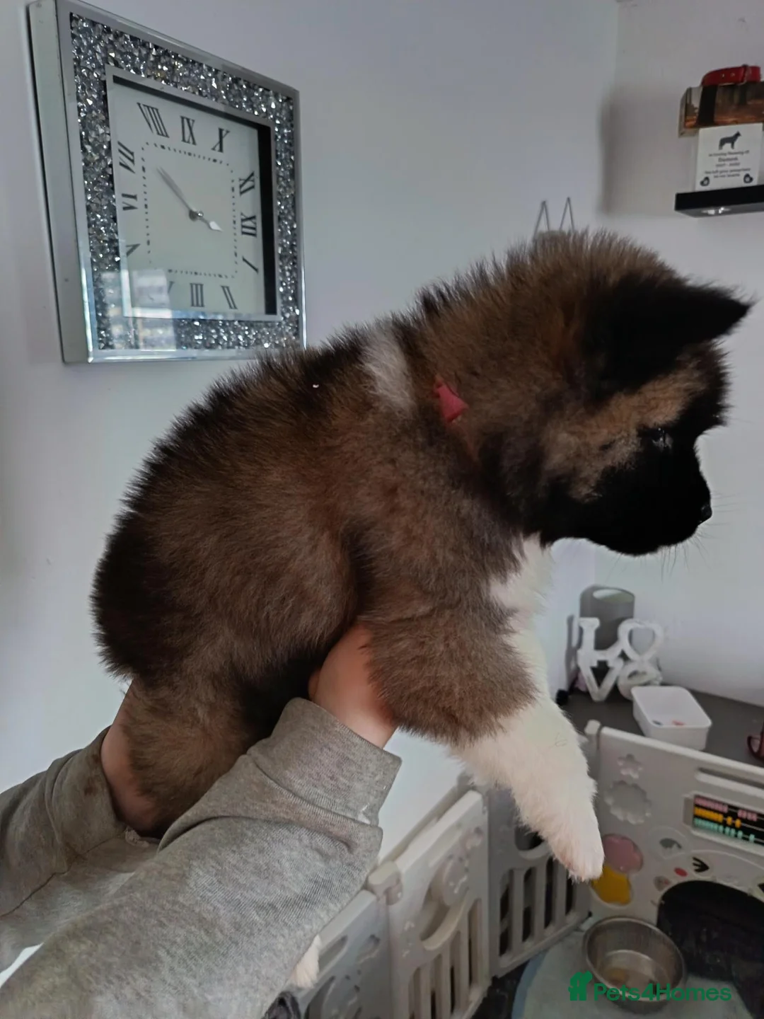 Akita dogs for sale: American akita puppys - Advert 5