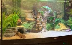 Axolotl reptiles for sale: 3 gorgeous and cute Male axolotls - Image 8