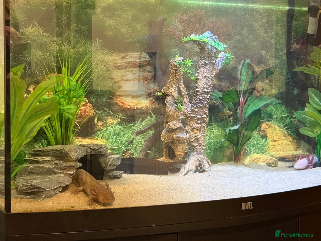 Axolotl reptiles for sale: 3 gorgeous and cute Male axolotls - Image 8