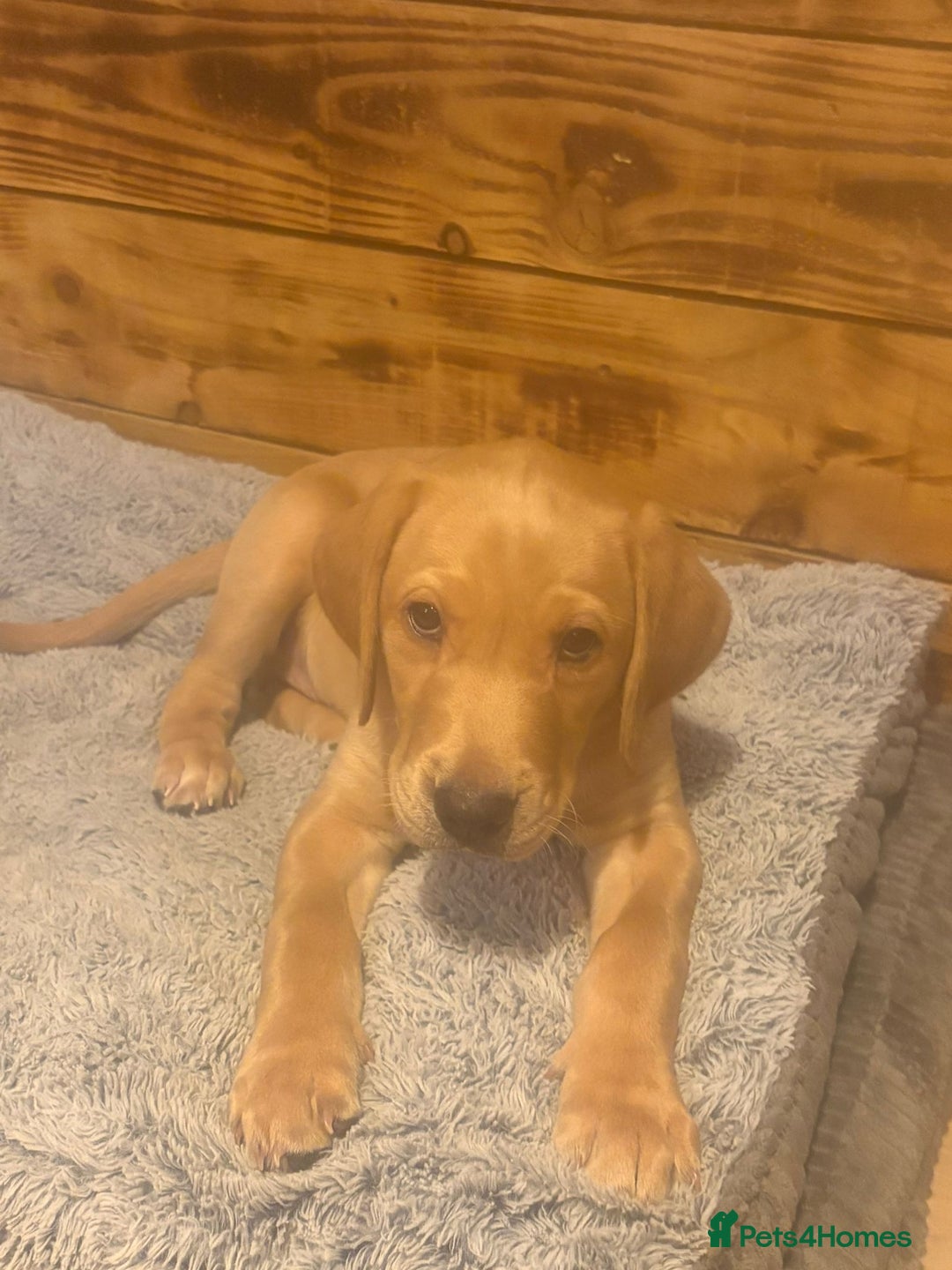 Labrador Retriever dogs for sale: Fox red Labrador Boy  - Advert 4
