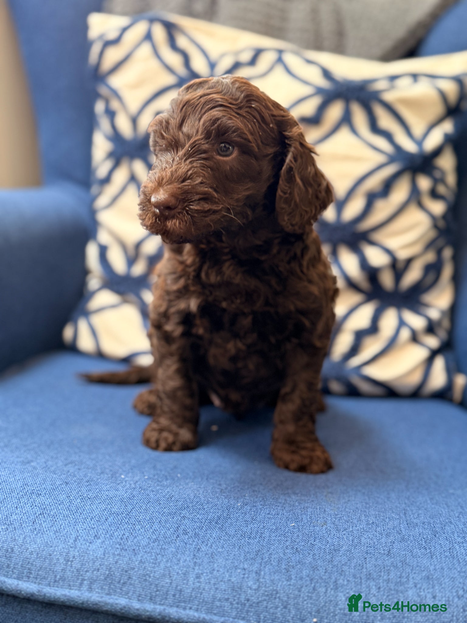 Australian Labradoodle dogs Gorgeous Australian Labradoodle Girl - Advert 4