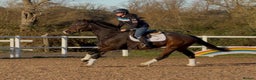 English Thoroughbred horses for sale: Smart Project  - Advert 5