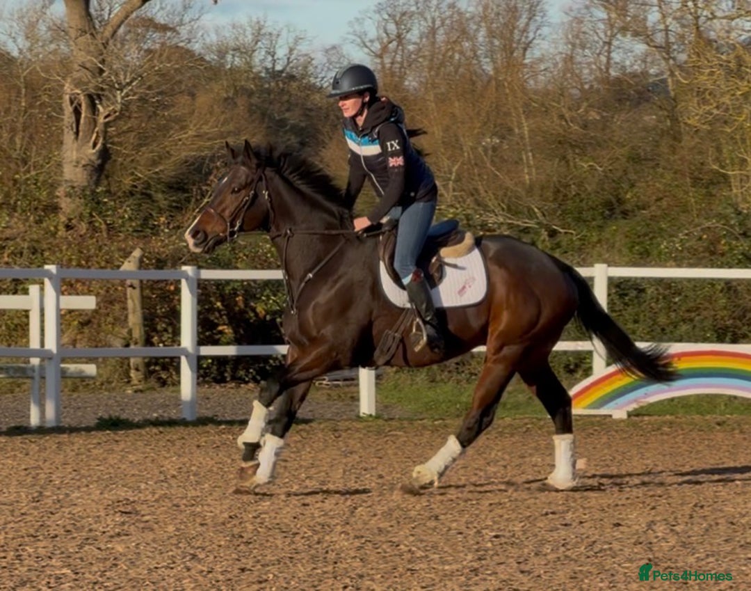 English Thoroughbred horses for sale: Smart Project  - Advert 5