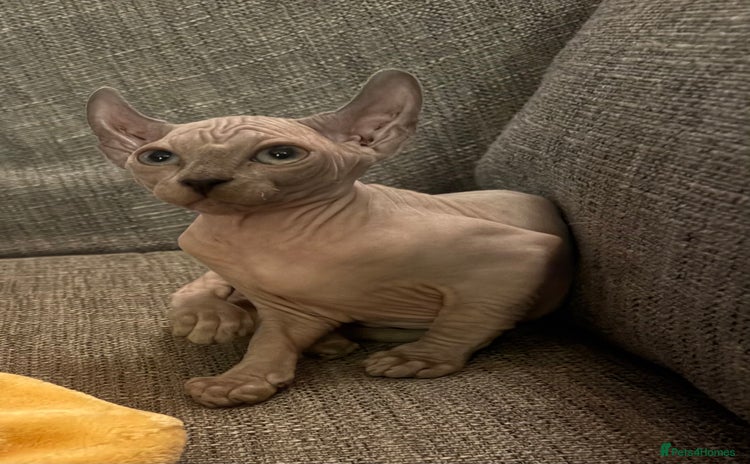 Sphynx cats - Advert 14