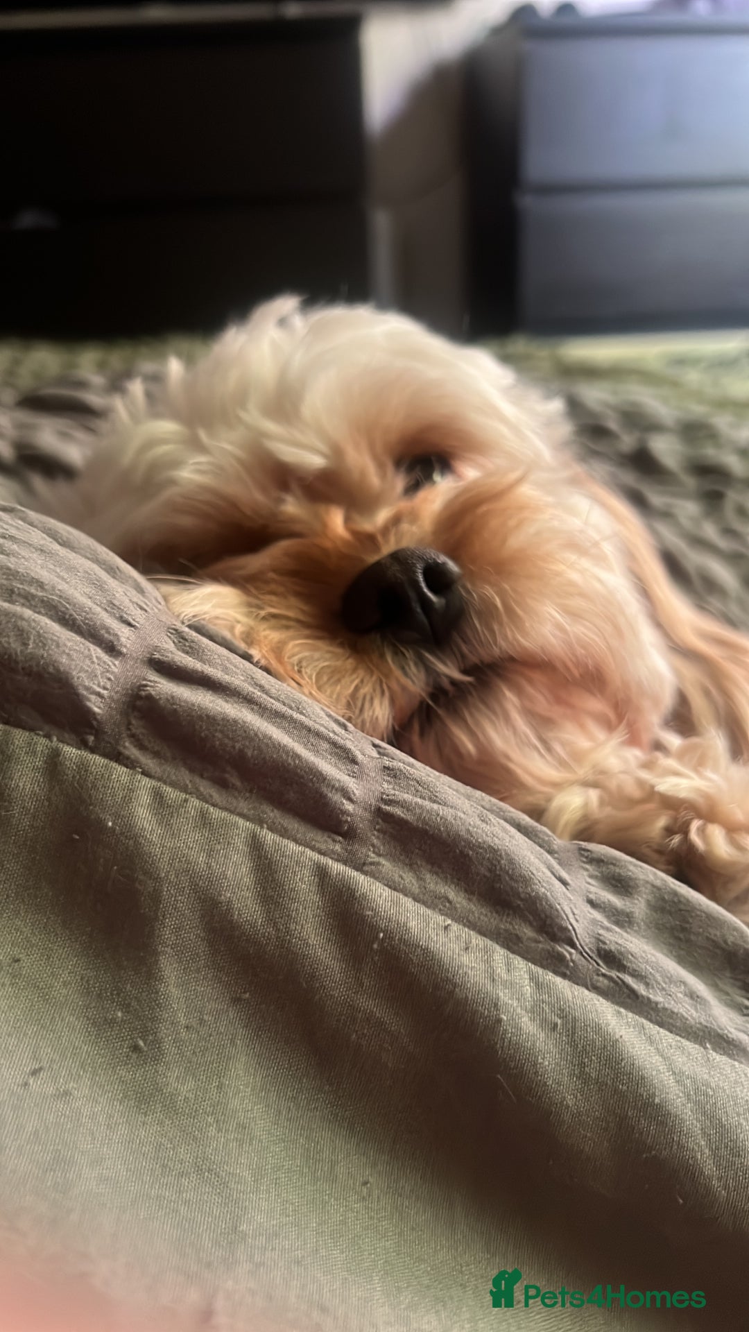 Cavapoo dogs for sale: Tiny Cavapoo - Image 9