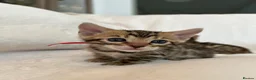 Bengal cats for sale: Stunning Pure Bengal Kittens Ready For Reservation - Advert 4