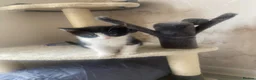 European cats for sale: Female kitten  - Advert 5