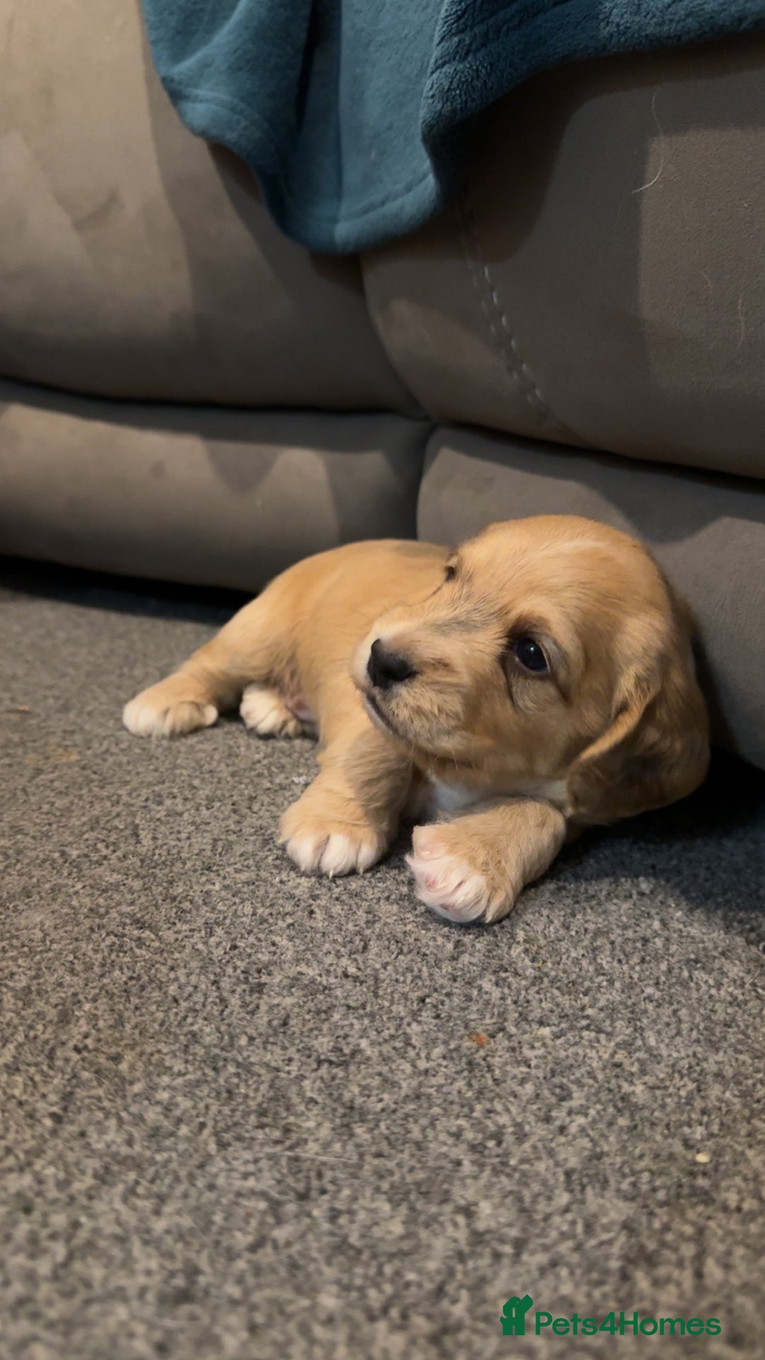 Cockapoo dogs for sale: Cockapoo puppies  - Image 9