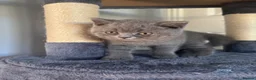 British Shorthair cats for sale: Stunning BSH kitten  in Tenbury Wells - Advert 3