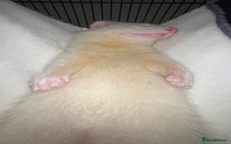 Ferret rodents for sale: Two male ferrets  - Image 3