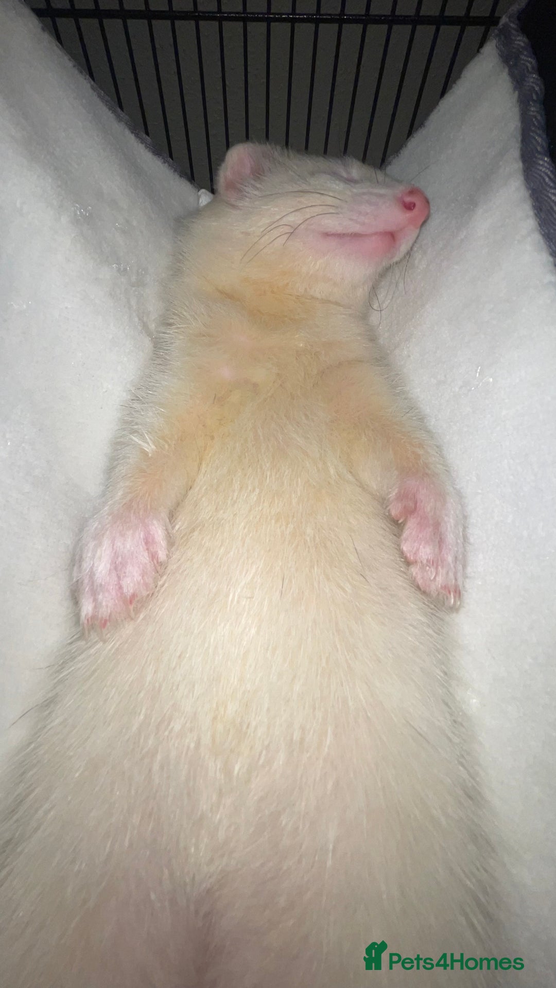 Ferret rodents for sale: Two male ferrets  - Image 3