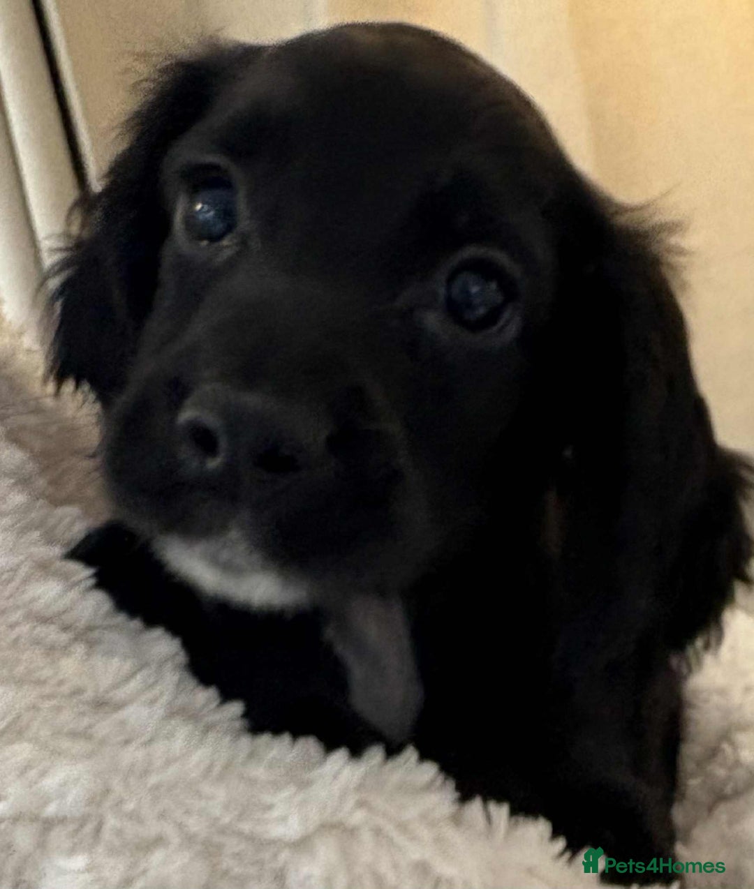 Cocker Spaniel dogs for sale: Beautiful Cocker Puppies - Advert 5