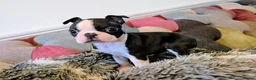 Boston Terrier dogs for sale: 1 BOY LEFT: Adorable KC Boston Puppies  - Advert 21