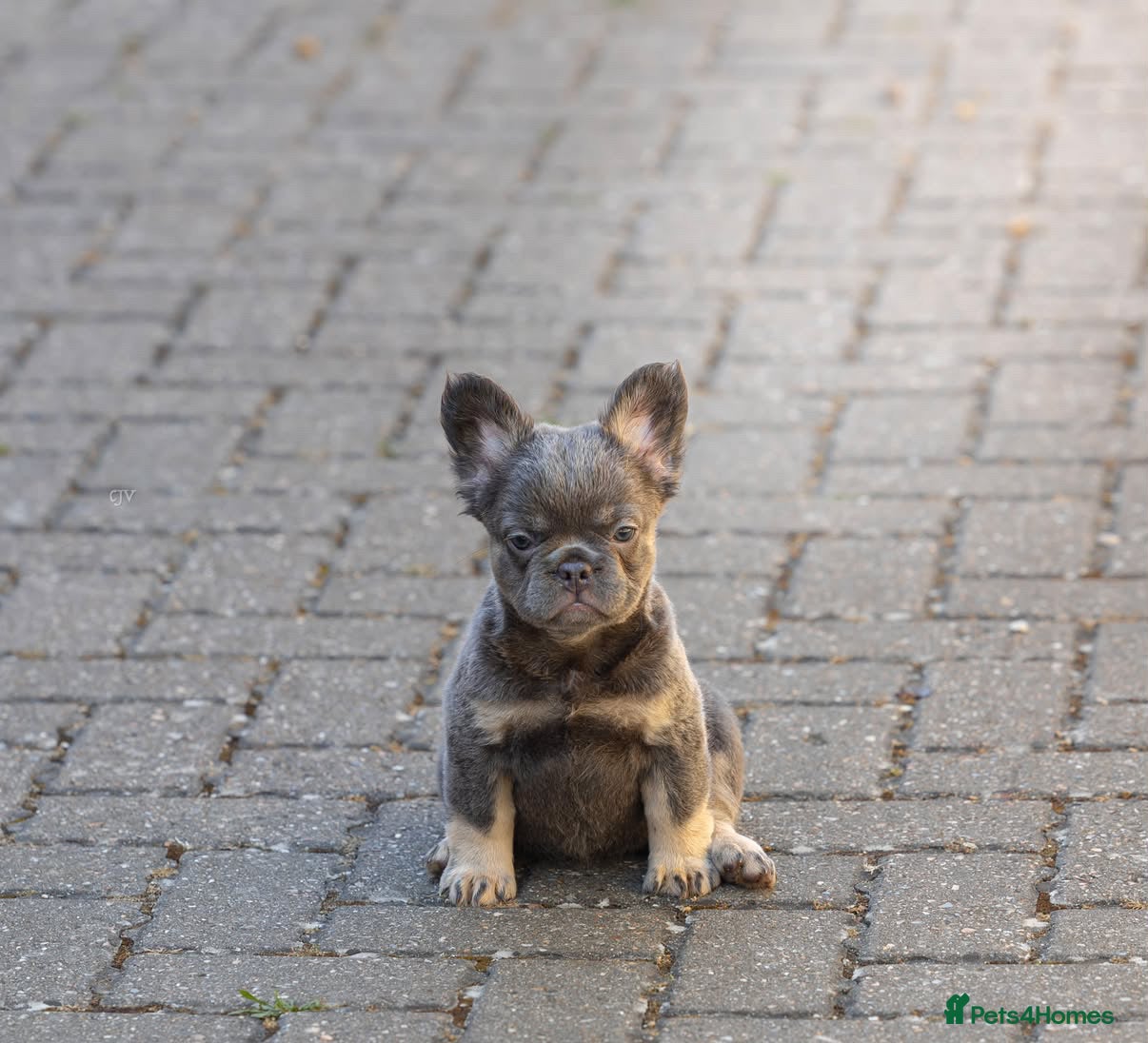 French Bulldog dogs for sale: Lovely last fluffy girl - Advert 1