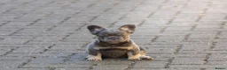 French Bulldog dogs for sale: Lovely fluffy frenchies - Advert 8