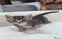 European cats for sale: 5 European shorthair kittens  - Image 1