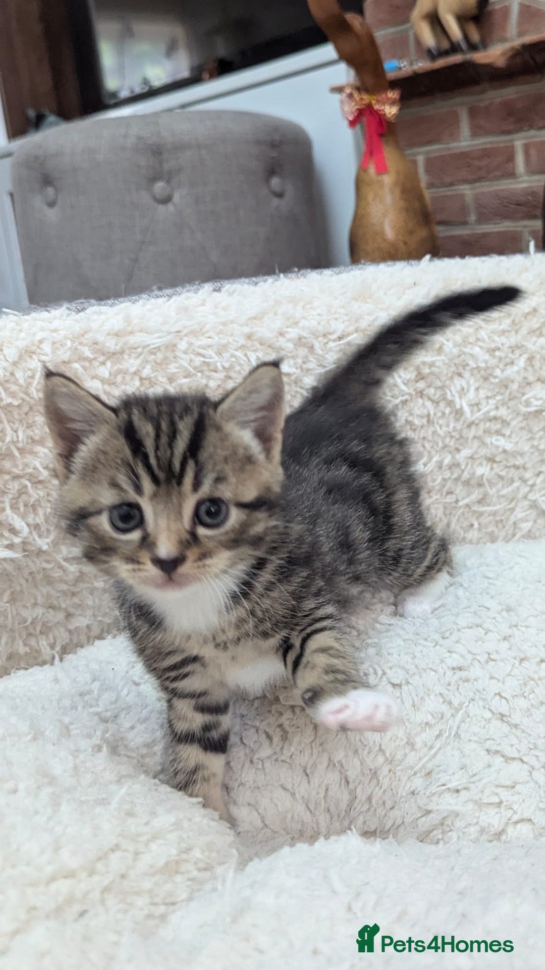 European cats for sale: 5 European shorthair kittens  - Image 1