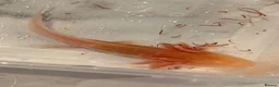 Axolotl reptiles for sale: 12 Axolotls ready to go 3 months old  - Advert 9