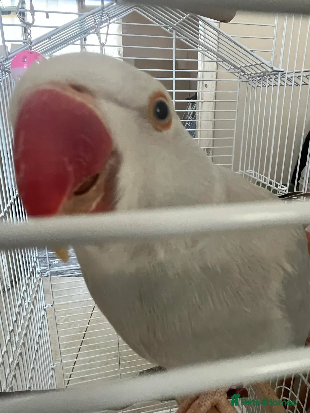 Ringnecks birds for sale: INDIAN RINGNECK PARROT + CAGE - Advert 4