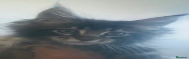 Maine Coon 2