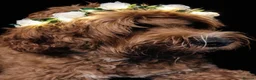 Australian Labradoodle dogs for sale: ***MR BRINKLEY'S PUPPIES*** - Advert 11
