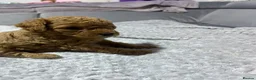 Poochon dogs for sale: F1B PUPPIES POOCHON CROSS TOY POODLE in Swansea - Advert 11