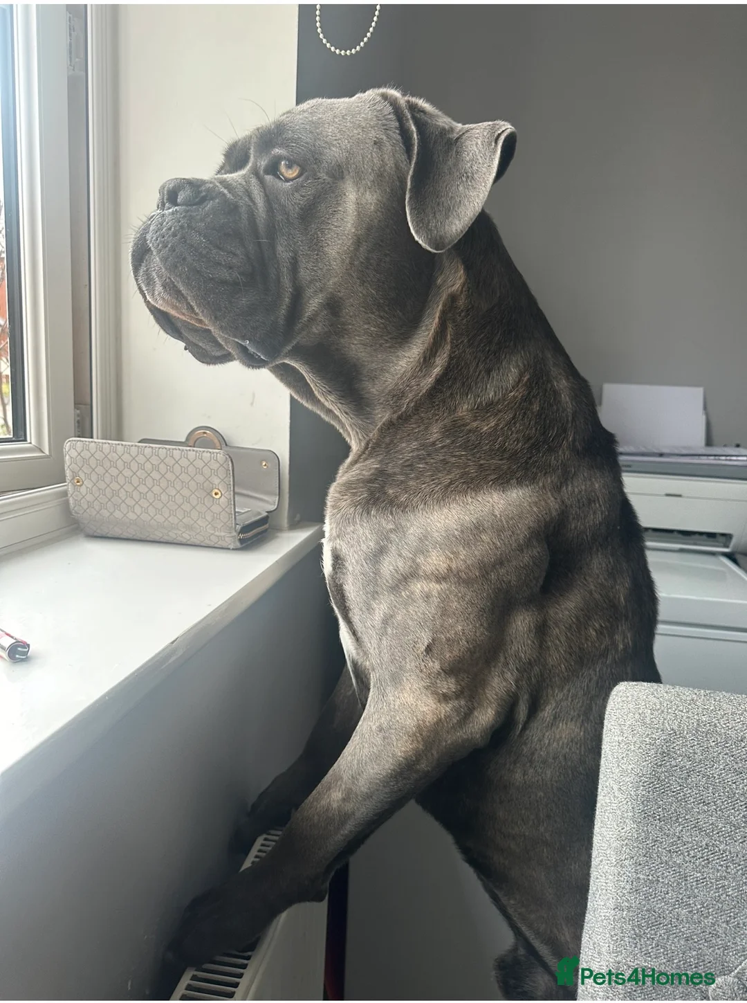 Cane Corso dogs for sale: Cane Corso  - Advert 4