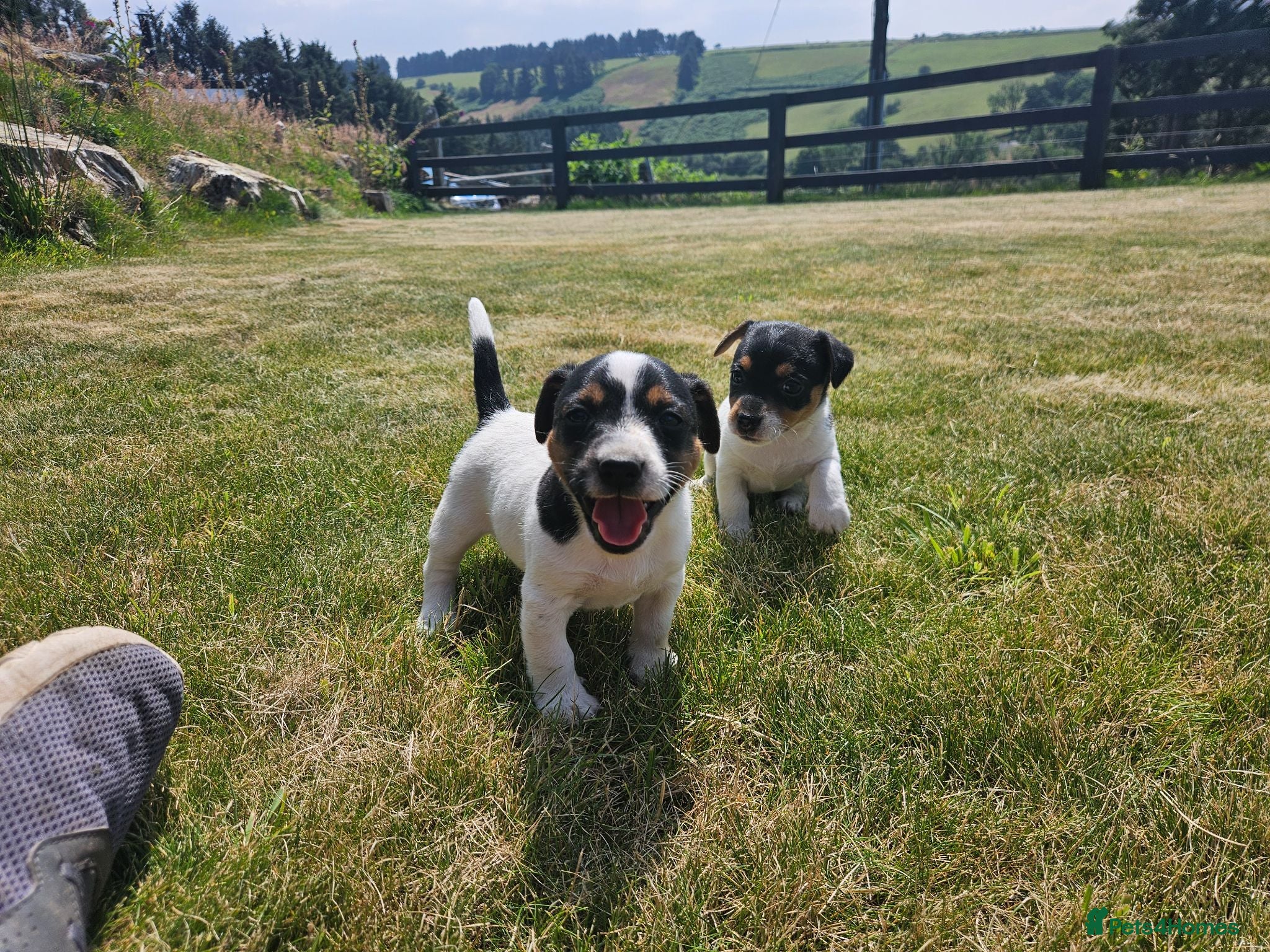 Jack Russell dogs Outstanding Jack Russell puppies - Advert 1