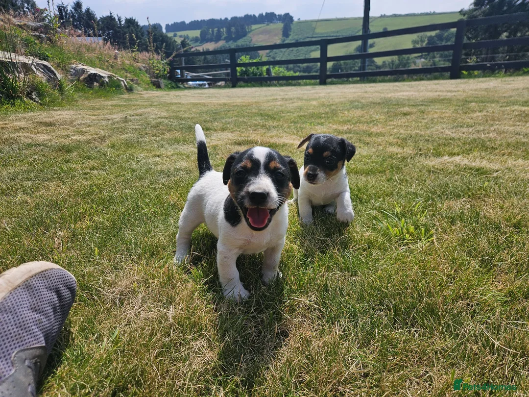 Jack Russell dogs for sale: Outstanding Jack Russell puppies - Advert 1