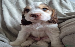 Cocker Spaniel dogs for sale: Roan show cocker spaniels  - Image 8