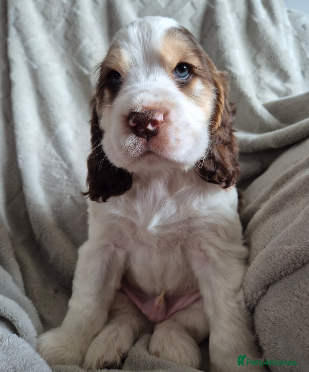 Cocker Spaniel dogs for sale: Roan show cocker spaniels  - Image 8