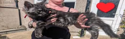 Maine Coon cats for sale: Large kittens growing nicely  - Advert 32