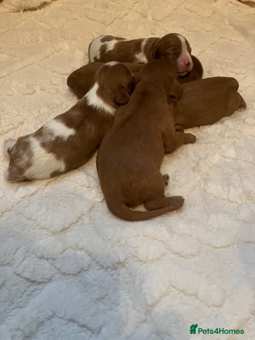 Cavalier King Charles Spaniel dogs for sale: Cavalier King Charles spaniel puppies  in Ipswich - Advert 1