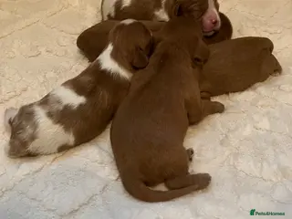 Cavalier King Charles Spaniel dogs Cavalier King Charles spaniel puppies - Advert 1