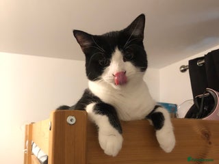 Domestic Shorthair cats - Advert 8