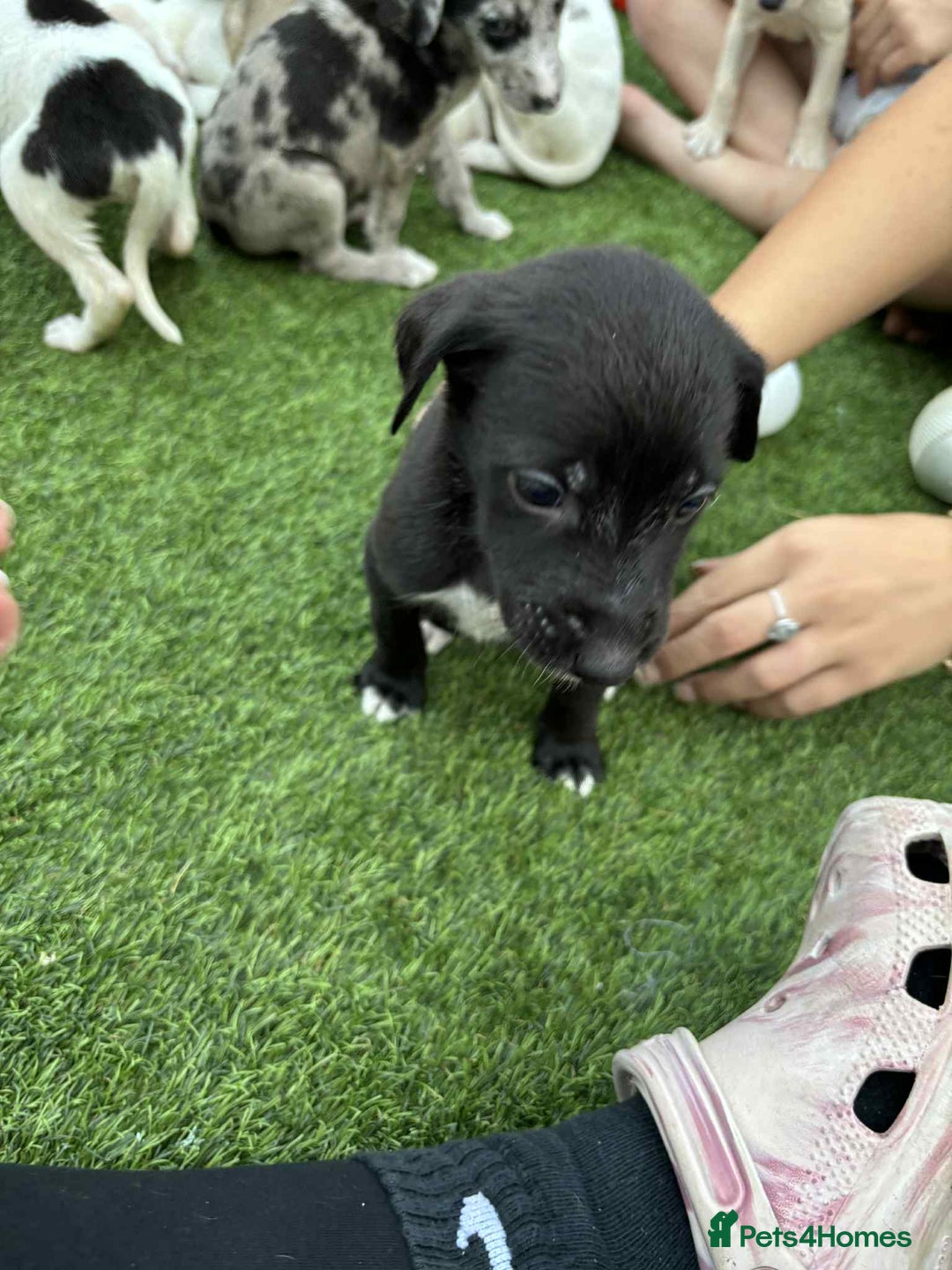 Lurcher dogs for sale: Lurcher pups  - Image 2