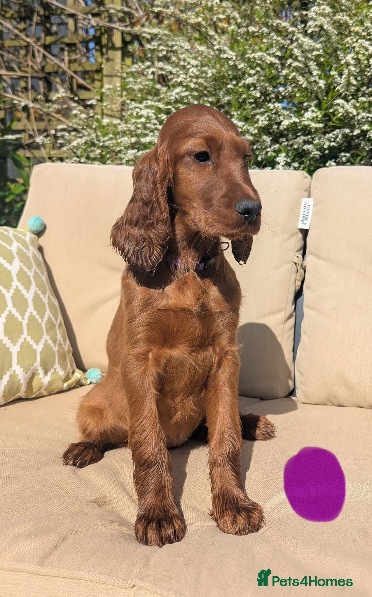 Irish Setter dogs KC registered Irish Setter Puppies  - Advert 2