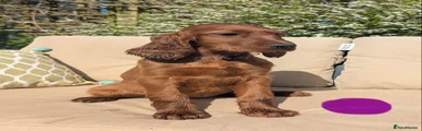 Irish Setter Puppy 3