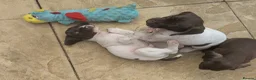 German Shorthaired Pointer dogs for sale: Beautiful German short haired pointer puppy's  - Advert 4